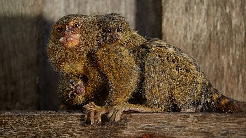 This undated handout photo downloaded from the Symbio Wildlife Park’s Facebook page shows Pygmy marmosets at the Symbio Wildlife Park in Sydney